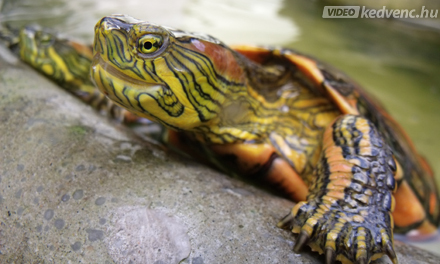 Mocsári teknős | Magyar Madártani és Természetvédelmi Egyesület