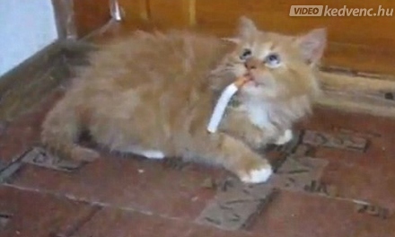 dohányzó macska